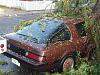 when it rains trees fall on my car!-tree-5.jpg