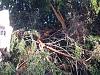 when it rains trees fall on my car!-tree-6.jpg