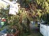 when it rains trees fall on my car!-tree-7.jpg