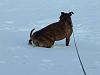 Snow Pics-jackasses-002.jpg