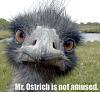 Any one lives in sacramento?-ostrich.jpg